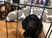 Cocker spaniel puppies