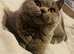 Stunning British Shorthairs