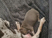Stunning chunky French Bulldogs