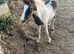 Cob cross Dartmoor colt foal