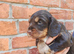 Cocker Spaniel Puppies
