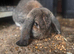 Female pure French lop