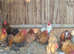 Pekin hatching eggs and chicks