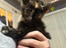 Female kitten
