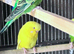 Budgerigars/parakeets for sale, various colors.