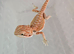 Bearded dragon baby disabled ( Rescue )