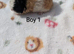 Longhaired lunkarya and texel guinea pigs
