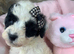 F1 Toy Poochon puppies