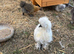 Silkie chicks hatched this week.Also available hatching eggs.