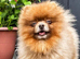 Lilac and Tan Pomeranian stud