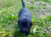 Labrador retrever puppies