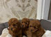 Toy poodle puppies