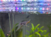 Male and female guppys for sale