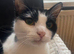 Rehoming a lovely female cat