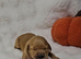 8 Beautiful Golden Retriever Puppies Looking for Their Forever Families