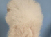 CHIAO LI YA lineage pomeranian puppies