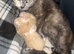 Cookies kittens