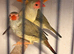 5 star finch's avairy kept