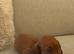 1 beautiful little girl dachshund left