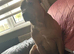 Loving male dog tyson