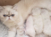 Colour Point Exotic Shorthair Kittens Ready now