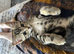 Two adorable tabby kitten girls – mixed breed