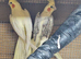 Female cockatiels