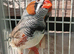 Finches