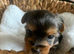 yorkshire terrier puppy's