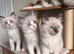 ️ Beautiful Fluffy Ragdoll-Type Kittens – 5Available ️