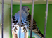 Large standard blues budgies