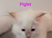4 ragdolls kittens ready to go now