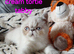 STUNNING PEDIGREE PERSIAN EXOTICS