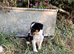Border collie pup ready for new home
