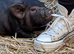 Kune Kune Girls Ready To Leave 4th September at 9 weeks old :)