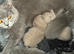 Pedigree British Shorthair Kittens