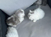 Scottish fold x Persian babies