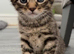 Kitten