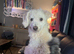 Cream Toy poodle