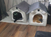 I have 2 male cats