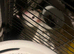 6 female rats for rehoming