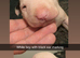 KC registered health tested English bull terrier pups