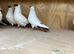 German helmet pigeons