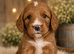 Beautiful Multigen Cockapoo Puppies