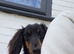KC reg long haired mini dachshund female