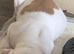 American bulldog *ready to go*