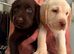Beautful home raised litter of labradoodles for sale