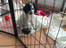 Cockapoo puppie for sale