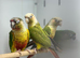 Green-cheeked Conures