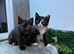Adorable Kittens